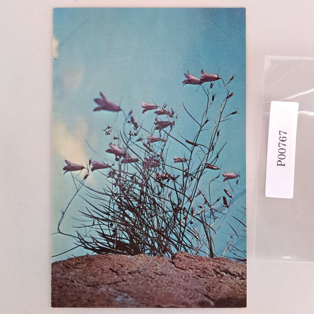 Bluebell Flower Alaska Vintage 1960s Postcard Dexter Dedman's Photo Shop